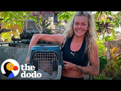 Woman Races To Find Rescue Dog's Puppies  #Video