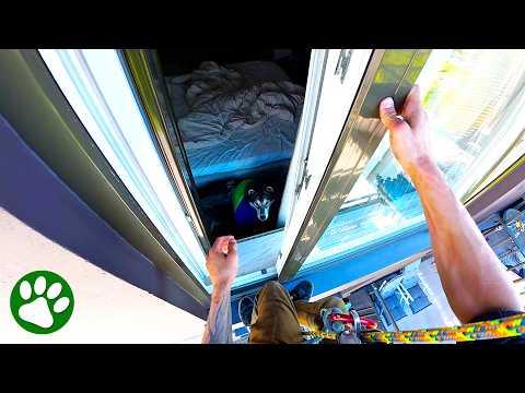 Hero Climbs Across Balconies to Rescue Trapped Husky #Video