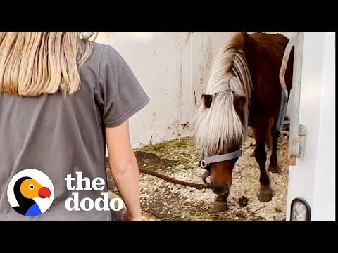 Aggressive, Pregnant Pony Completely Transforms #Video