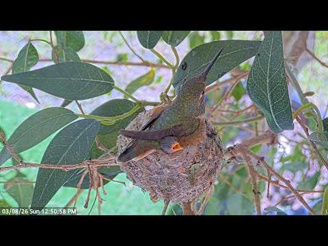Hot Chicks, Baby Allen’s Hummingbird Trying to Stay Cool on a Hot Day #Video