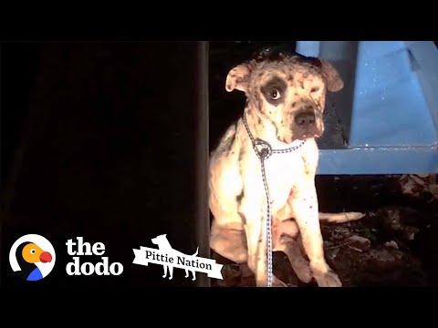 Pit Bull Rescued from Dogfighting Now Lives Like a King #Video