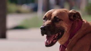 Waiting for a Forever Home: Gemmill | Pit Bulls & Parolees