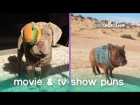 Animal Movie & TV Puns
