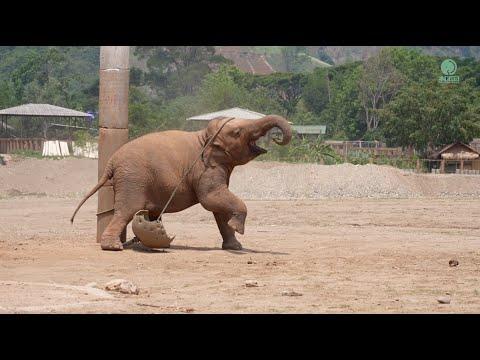 How A Naughty Elephant Encounter With A Cracked Ball Led To A Happy Moment - ElephantNews #Video