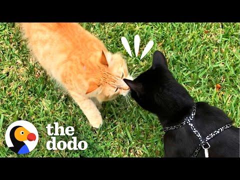 Cat Falls In Love With The Girl Next Door #Video