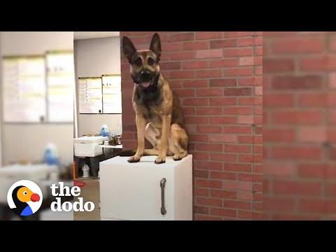 How A Service Dog Fails Out Of School #Video