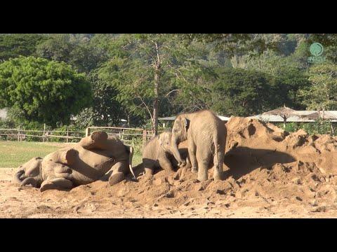 Enjoying The Sand Pile - ElephantNews #Video