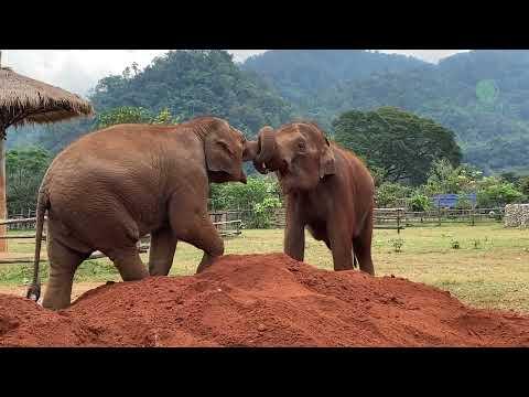 Experience the joy of our elephants as we bring in fresh dirt for their enjoyment - ElephantNews #Vi