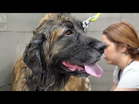 CRAZY transformation & blow-out on this beautiful Leonberger Dog #Video