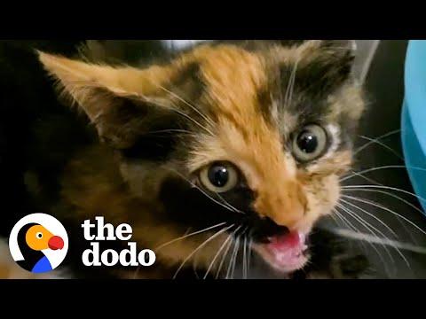 Woman Rescues Feral Kittens From An Abandoned Mansion #Video