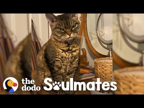 Aggressive Cat Melts When She Gets To Know Her New Mom | The Dodo Soulmates