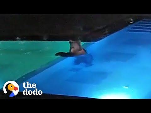 Bear Sneaks Into Public Pool Every Night To Go Swimming #Video