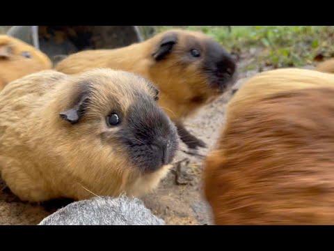 80 guinea pigs run in line to the meadows #Video