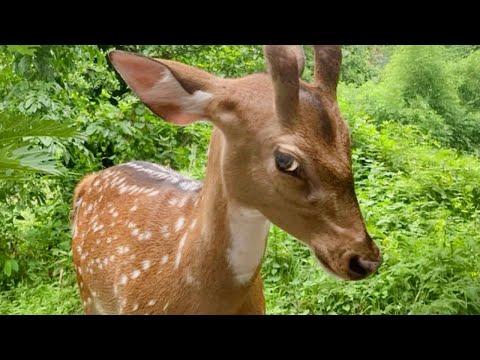Funniest Animals Video 2025, You’ll Be Laughing Nonstop for 30 Minutes! #Video