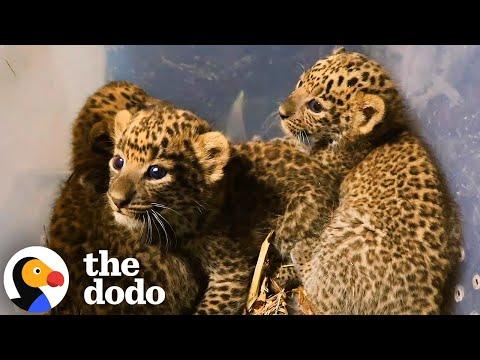 Dream Rescue: Adorable Leopard Cubs Reunite With Their Mama In The Wild