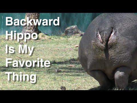 Backward Hippo