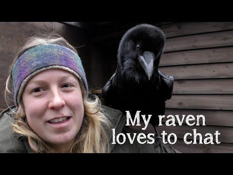 Fable the Raven |  Did you know Ravens can talk?!