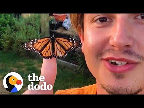 Guy Accidentally Becomes Dad To Colony Of Butterflies #Video