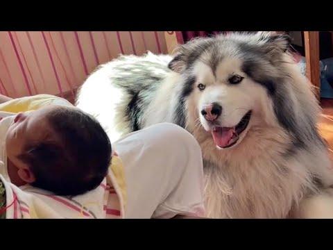 Giant Fluffy Dog Excited to Welcome Newborn Baby Brother #Video