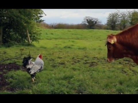 Crazy Cockerel ATTACKS Cows Video