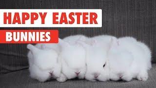 Happy Easter Bunnies Video Compilation