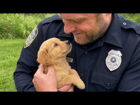 This Little Dog Stole a Police Officer’s Heart #Video