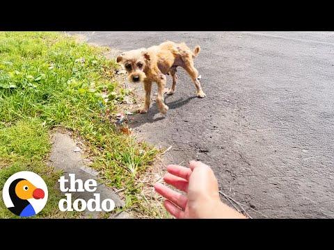 Terrified Stray Dog Transforms Into A Fluffy Puppy #Video