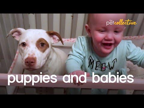 Adorable Puppies & Babies Video