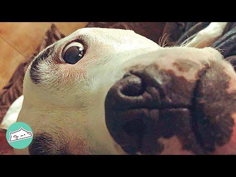 Pittie With Brows Loses His Best Friend but Finds Happiness Again #Video
