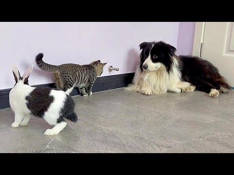 Dog, Bunny and Kitten The Cutest Playful Trio #Video