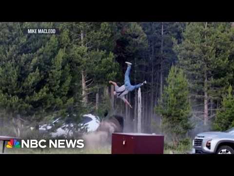 Bull bison charges Yellowstone tourist, flipping him into the air #Video