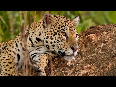 Magnificent Jaguars of the Pantanal | Robert E Fuller #Video