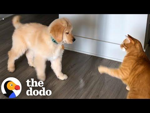 Puppy Loves To Annoy His Cat Big Brother #Video