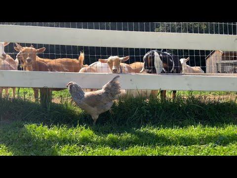 32 goats all interested in 1 chicken! #Video