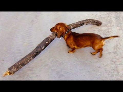 Dogs vs. Big Sticks Video (2020)