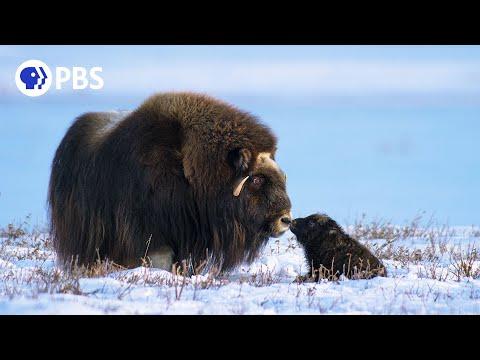 Newborn Muskox's First Day #Video
