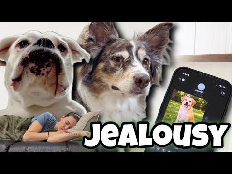 Throwing Snacks to Dogs | Layla The Boxer #Video
