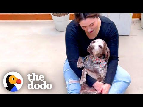 1 Year With A Senior Rescue Dog #Video