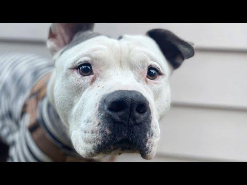 Nobody wanted this dog. So this woman took him home. #Video