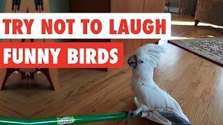 Try Not To Laugh | Funny Birds Video Compilation 2017