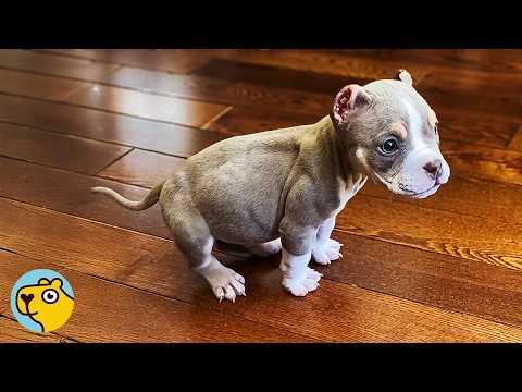 Huge Dogs Struggle to Find Friends. Then Everything Changes! #Video