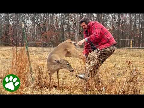 Kind man approaches stuck deer that immediately understands he's there to help #Video