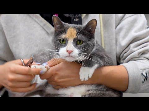 A gorgeous Calico Cat that LIKES TUBES! #Video