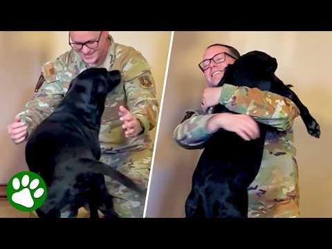 Blind Dog Realizes Military Dad Is Finally Home #Video