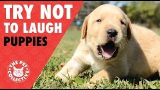 Try Not To Laugh | Funny Puppies Compilation 2017