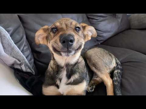 These Dogs Have No Business Being This Funny | Funny and Cute DOG Videos 2026! #Video