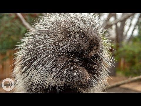 Porcupines Give You 30,000 Reasons to Back Off