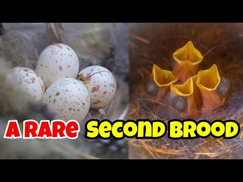 Every Year, This Chickadee Raises a Family in My Backyard Nestbox #Video