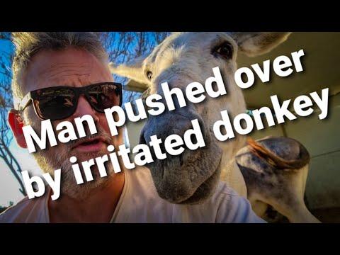 Man pushed over by irritated donkey....MUST WATCH! #Video