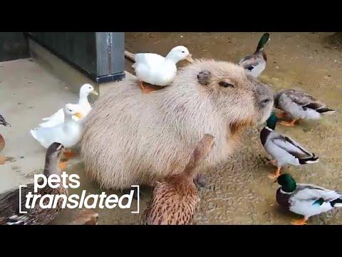 Grooming The World's Largest Rodent Video | Pets Translated